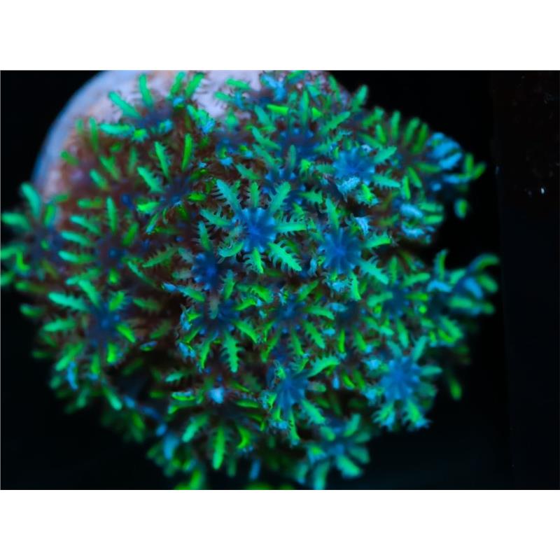 Sympodium sp. blue/green frag - imagine 3